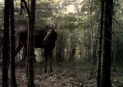 Moose